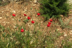 köy-yayla-icmeler-16